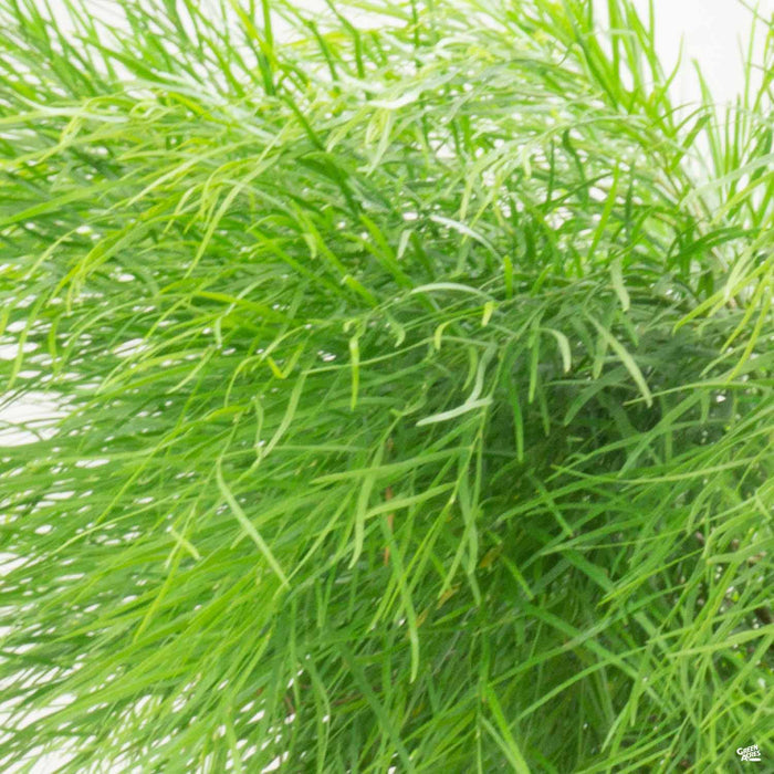 Acacia 'Cousin Itt'