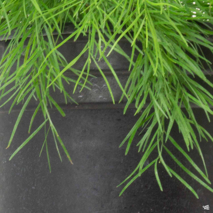 Acacia 'Cousin Itt' Detail