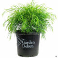 Acacia 'Cousin Itt' 01T