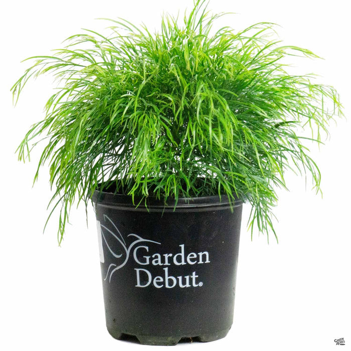 Acacia 'Cousin Itt' 01T