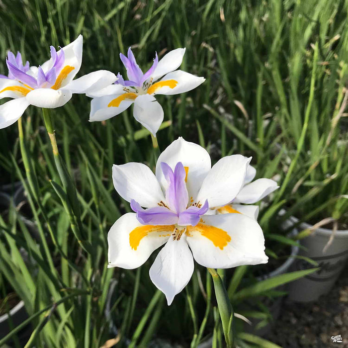 Dietes