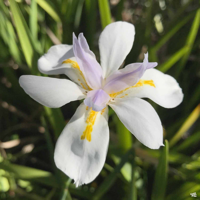 Dietes