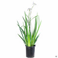 Dietes 1 gallon