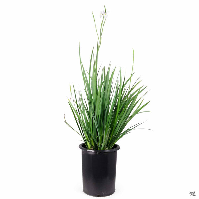 Dietes 5 gallon