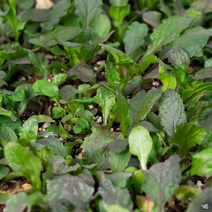 Ajuga 'Bronze'