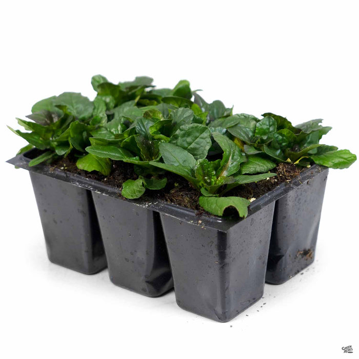 Ajuga 'Bronze' 6-pack