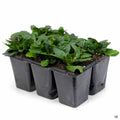 Ajuga 'Bronze' 6-pack