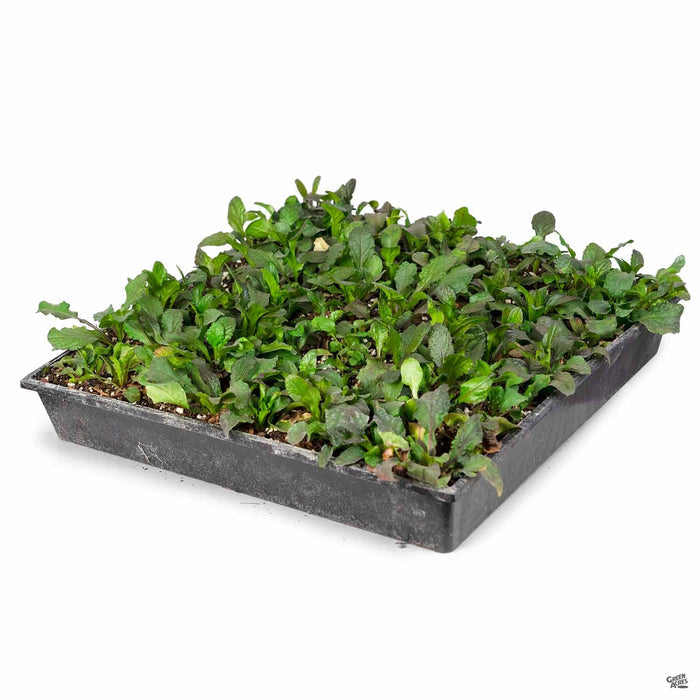 Ajuga 'Bronze' flat
