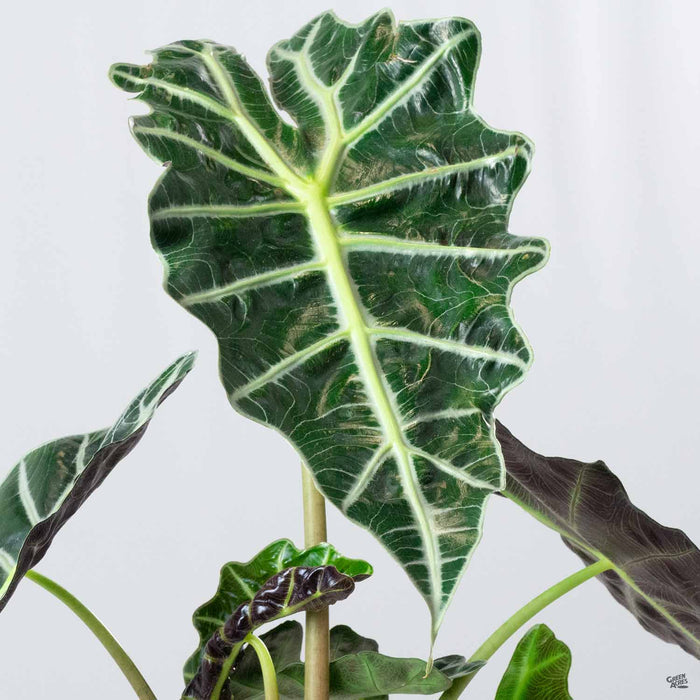 Elephant Ear Polly