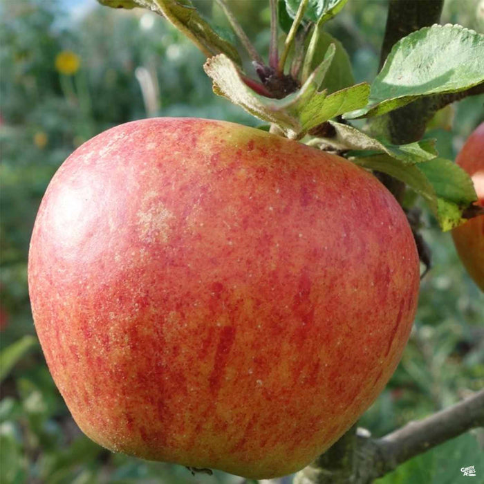 Apple 'Gala'