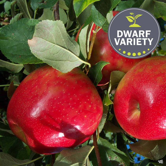 Apple 'Honeycrisp' Dwarf