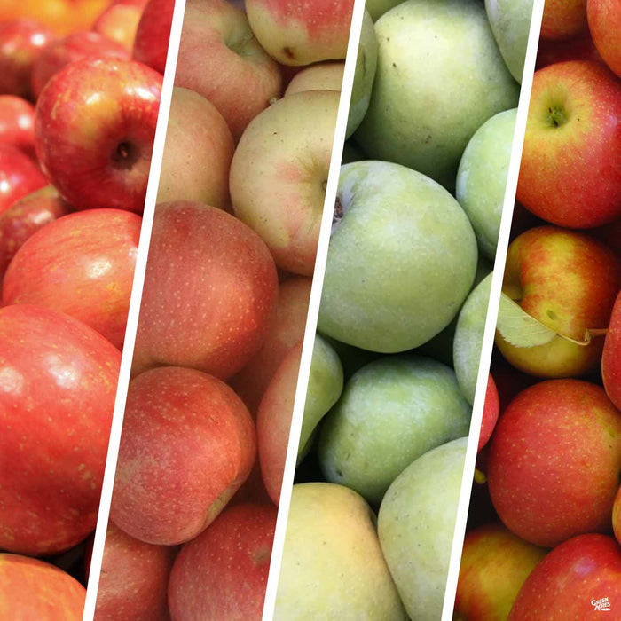 Apple Multi-Graft Combo Number 1
