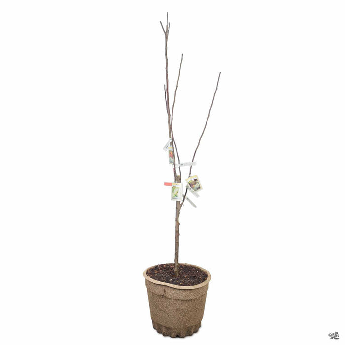 Apple Multi- Graft Combo Number 1 - 15 inch fiber pot