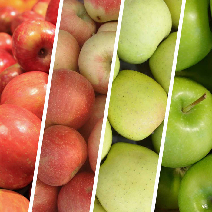 Apple Multi-Graft Combo Number 2