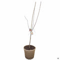 Apple Multi- Graft Combo Number 2 - 15 inch fiber pot