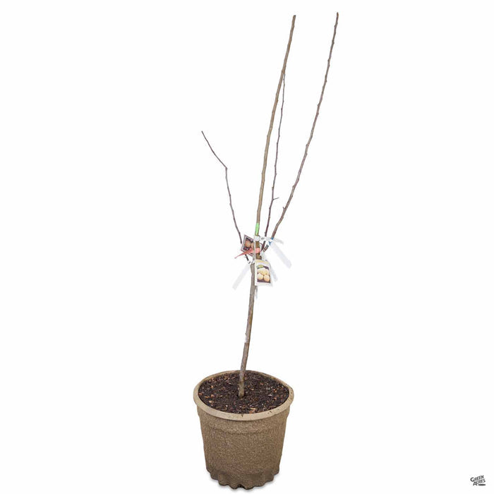 Apple Multi- Graft Combo Number 2 - 15 inch fiber pot
