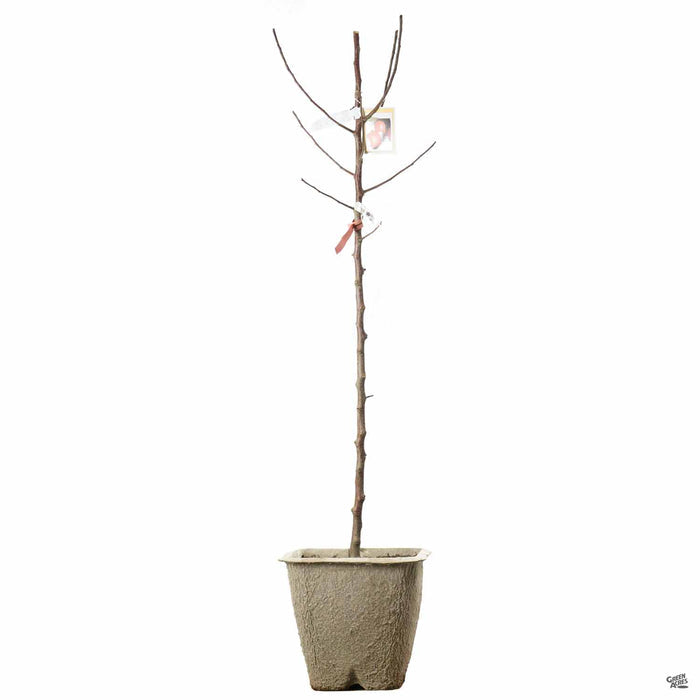 Apple 'Pink Lady' in 11 inch fiber pot