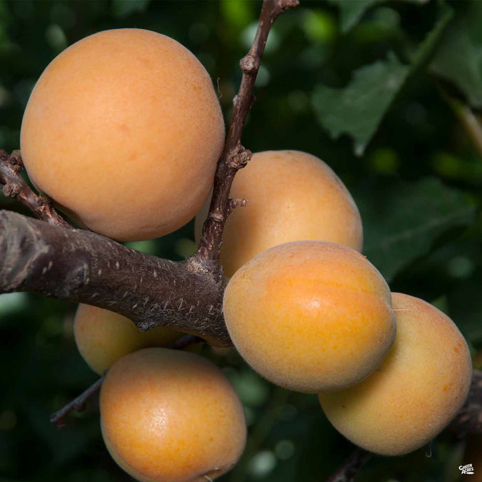 http://matsudasnursery.com/mtg2019/img/Apricot_PrunusArmeniaca_Blenheim.jpg