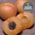 Apricot 'Pixie-Cot' Dwarf