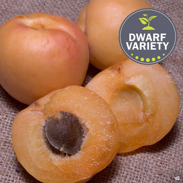 Apricot 'Pixie-Cot' Dwarf
