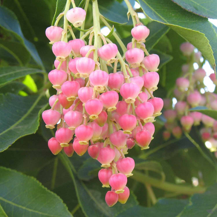 Arbutus 'Marina'