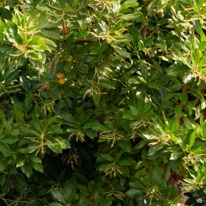 Arbutus 'Marina'