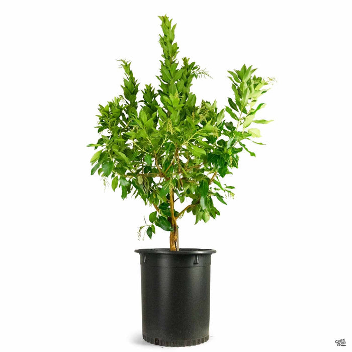 Arbutus 'Marina' 15 gallon multitrunk