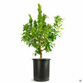 Arbutus 'Marina' 15 gallon multitrunk