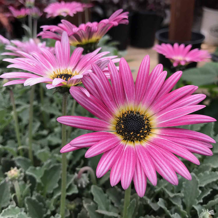 Arctotis 'Opera Rose'