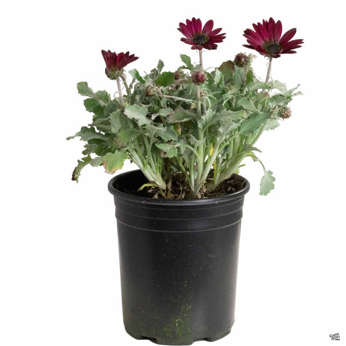 Arctotis 'Ruby Creeper' 1 gallon