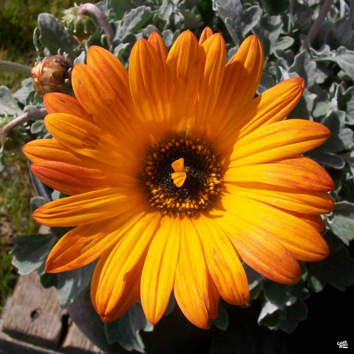 Arctotis 'Sun Spot'