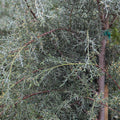 Arizona Cypress Carolina Sapphire
