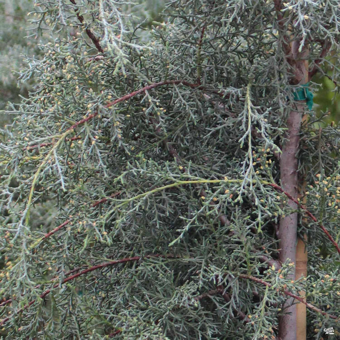 Arizona Cypress Carolina Sapphire