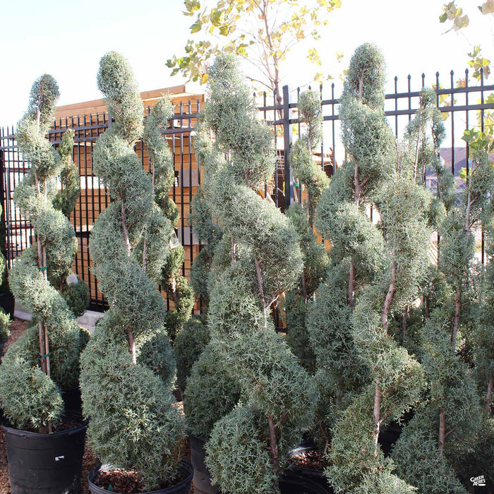 Carolina Sapphire Cypress