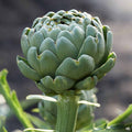 Artichoke Imperial Star