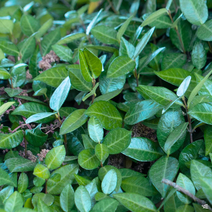 Asian Jasmine 'Tricolor'