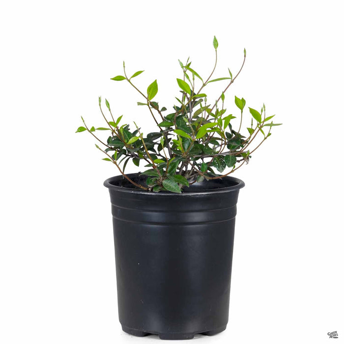 Asian Jasmine 1 gallon
