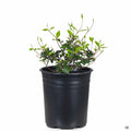 Asian Jasmine 1 gallon