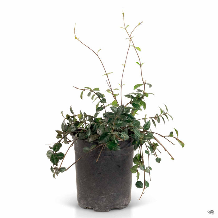 Asian Jasmine 1 gallon