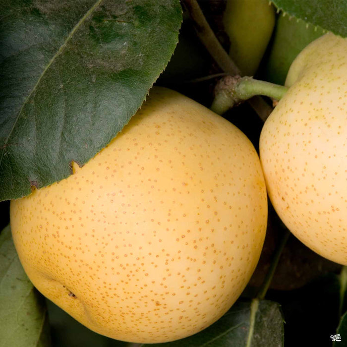 Asian Pear 'Shinseiki'