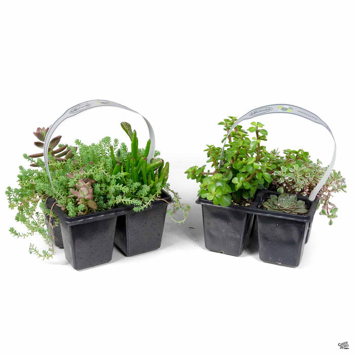 Succulents 4-pack