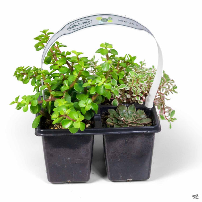 Succulents 4-pack