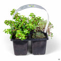 Succulents 4-pack
