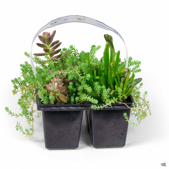 Succulents 4-pack