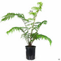 Australian Tree Fern 5 gallon
