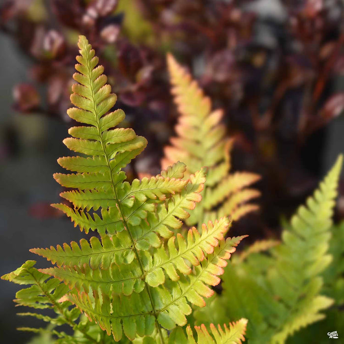 Autumn Fern