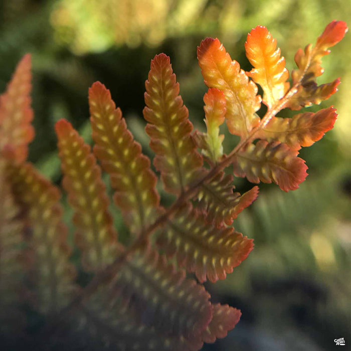 Autumn Fern
