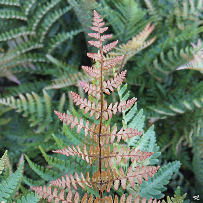Autumn Fern