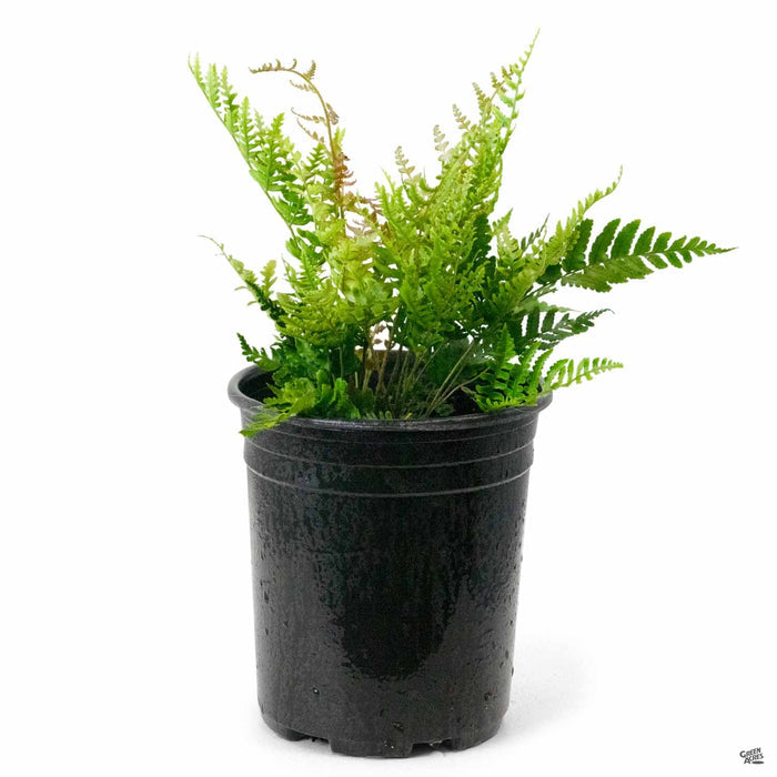 Autumn Fern 1 gallon