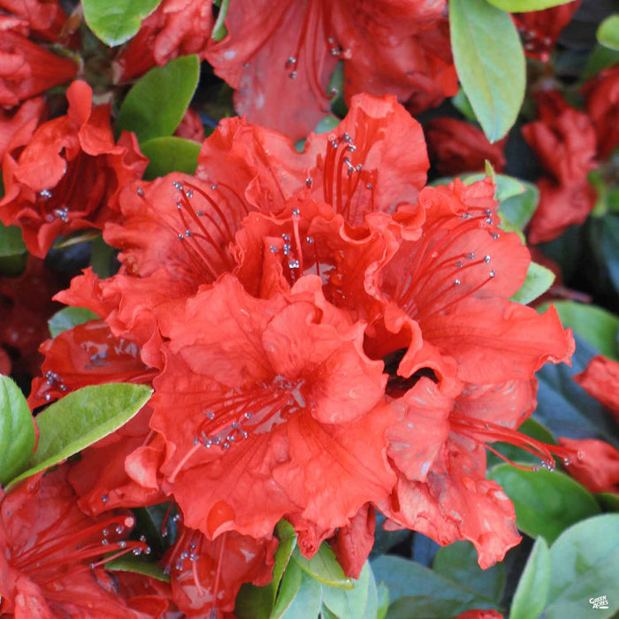 Azalea Girards Hot Shot